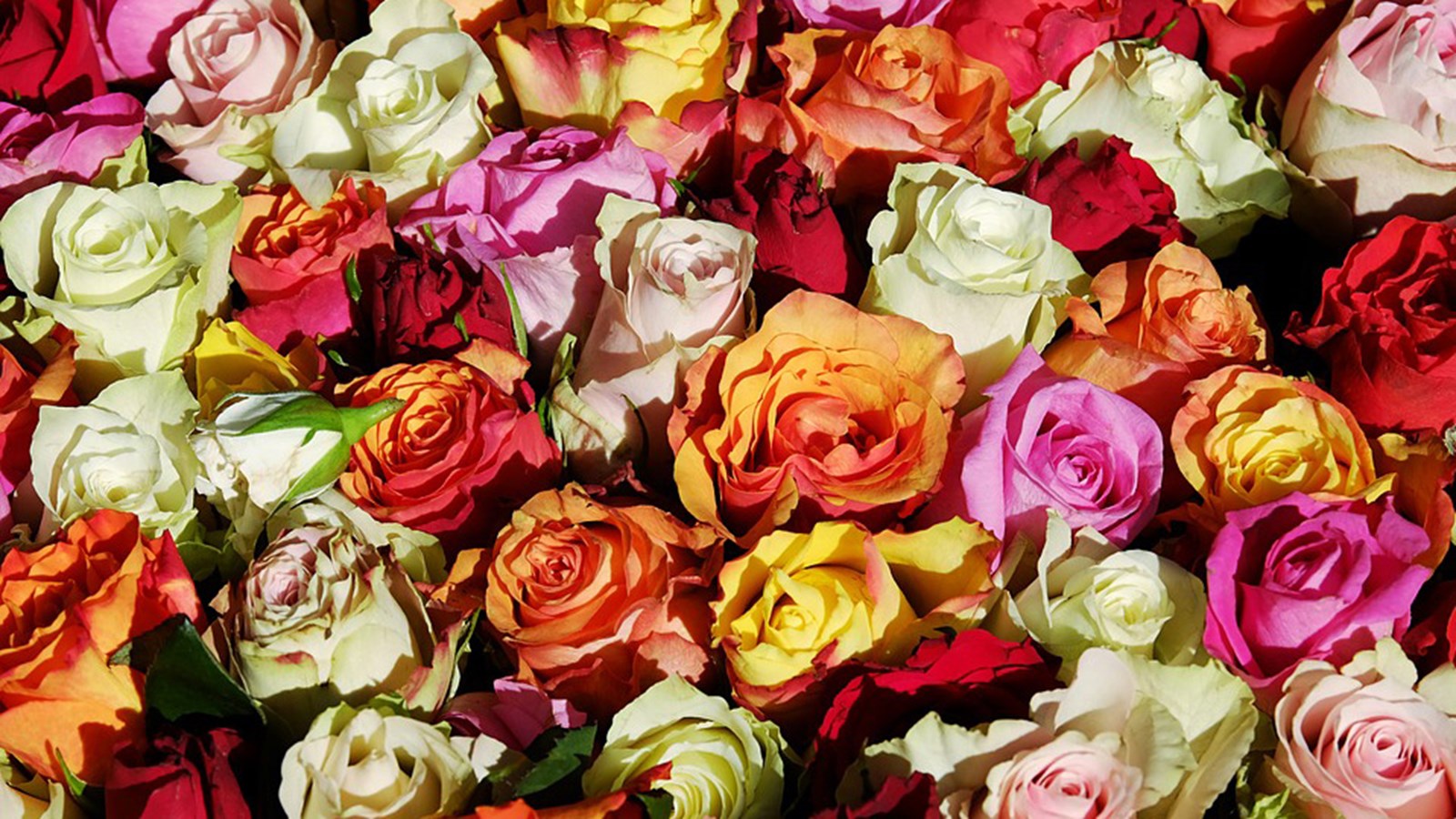 Afin de faire bouger les choses, 3000 roses seront distribuées le 6 décembre dans la MRC de Beauharnois-Salaberry. 