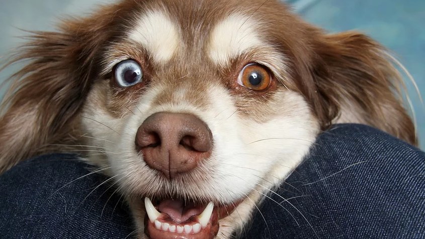Familles d’accueil pour chiens et chats recherchées à Salaberry-de-Valleyfield