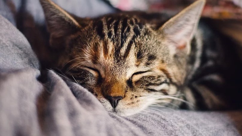 Ronronne avec moi: l'organisme qui fait la différence pour les chats en détresse