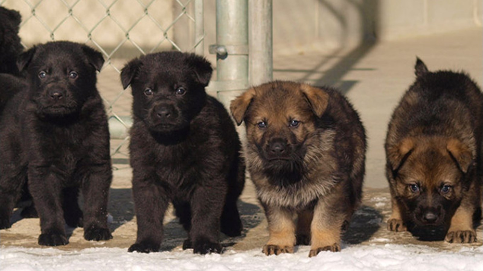 Cette année, 13 chiots bergers allemands, nés au Centre de dressage des chiens de police à Innisfail en Alberta ont besoin d’un nom doutant par N.