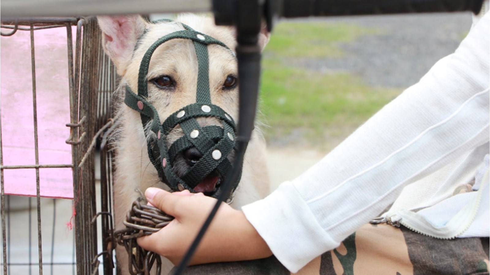 Entrée en vigueur de nouvelles règles pour les propriétaires de chien au Québec 