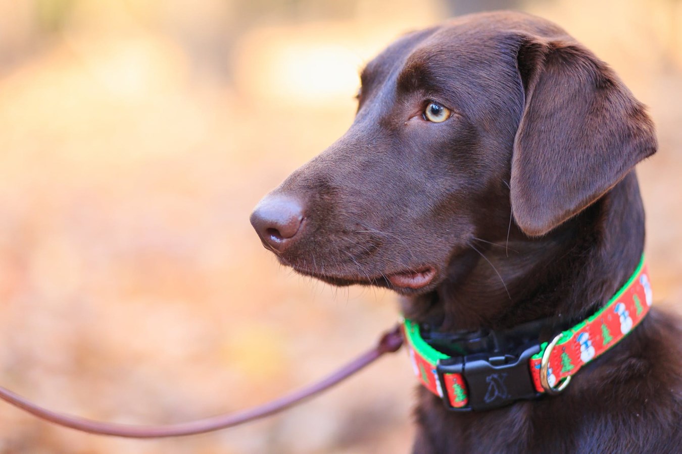 Entrée en vigueur de nouvelles règles pour les propriétaires de chien au Québec 
