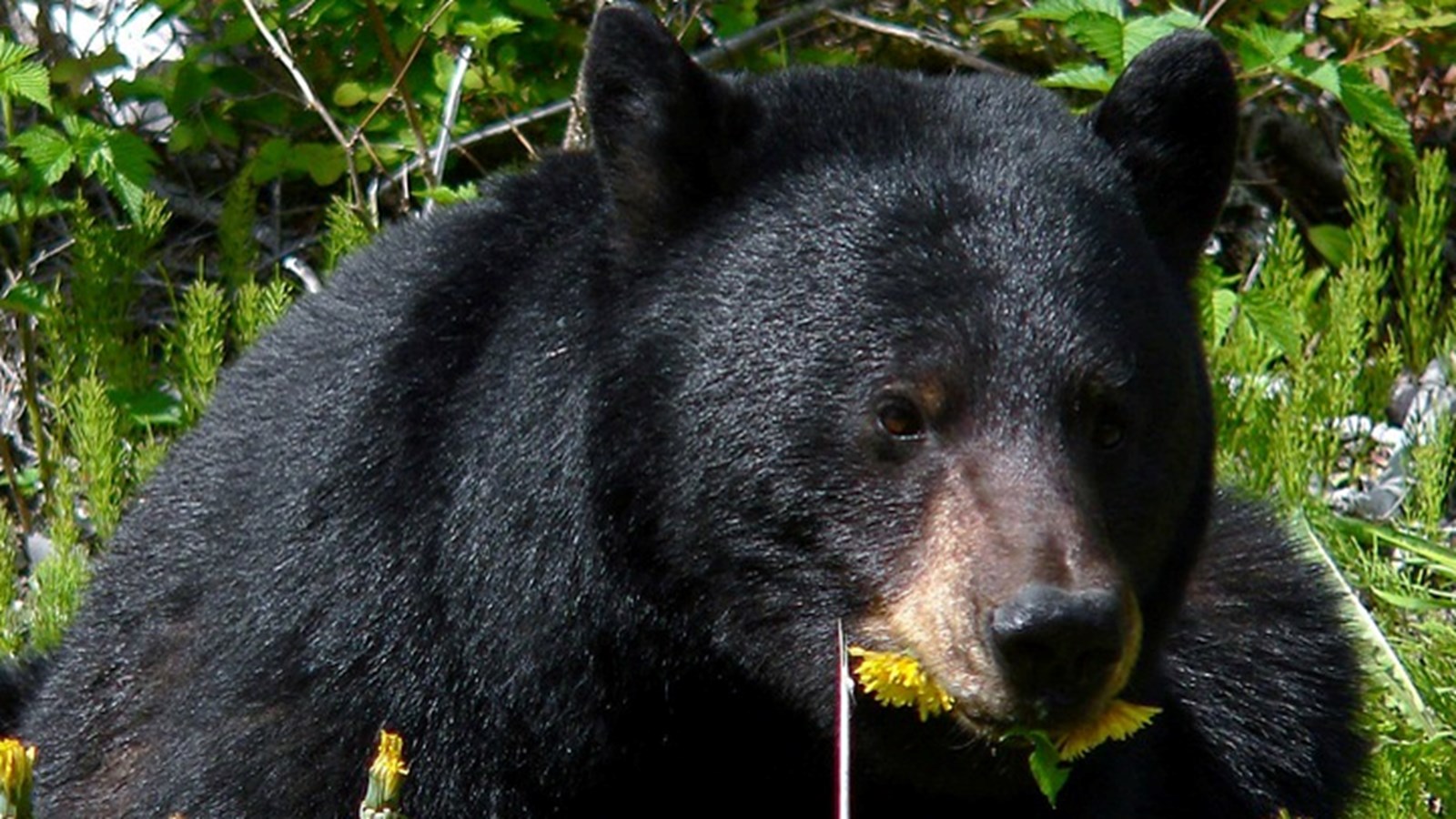 L’ours noir aperçu à Saint-Lazare serait maintenant rendu à Sainte-Marthe 