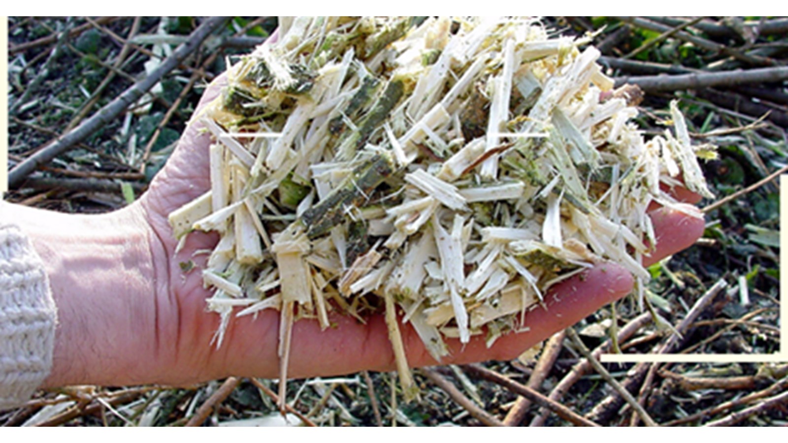 Distribution gratuite de copeaux de bois à Rigaud 