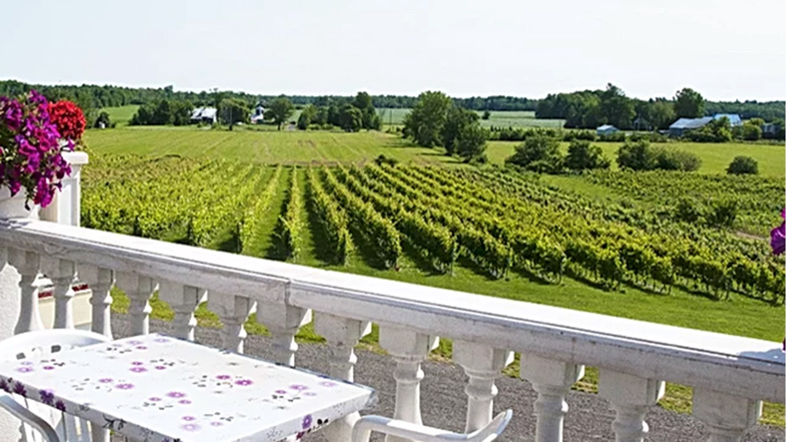 Le Vignoble Cortellino se démarque à l'échelle provinciale