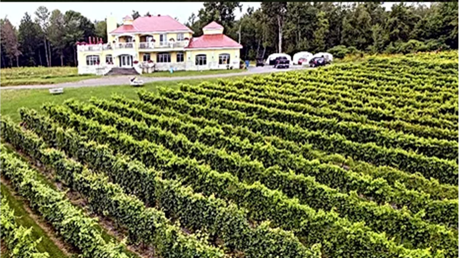 Le Vignoble Cortellino se démarque à l'échelle provinciale