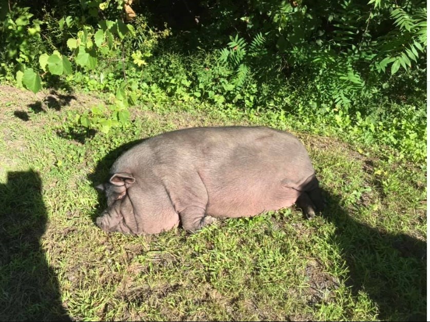 Le cochon de Très-Saint-Rédempteur a trouvé un refuge permanent