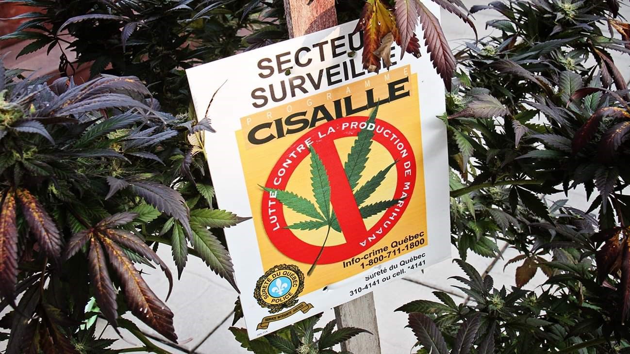 Un plant c'est bien, quatre c'est trop