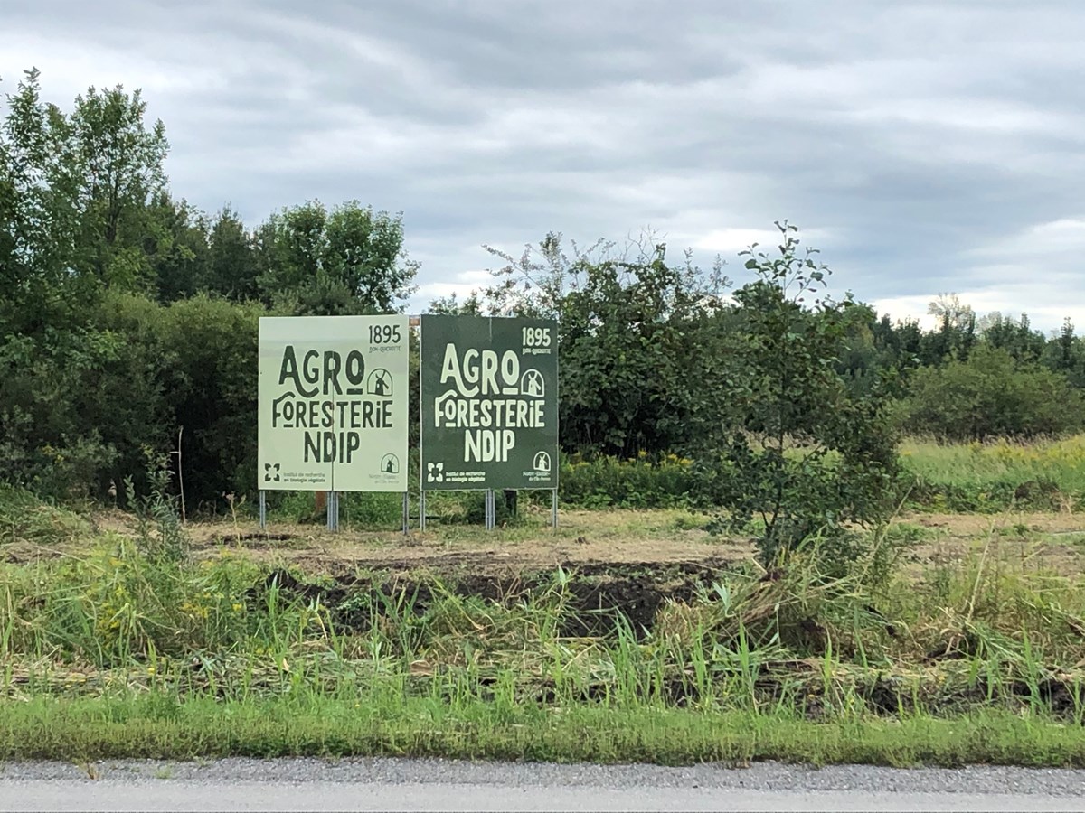 Le projet d'agroforesterie de NDIP porte fruit