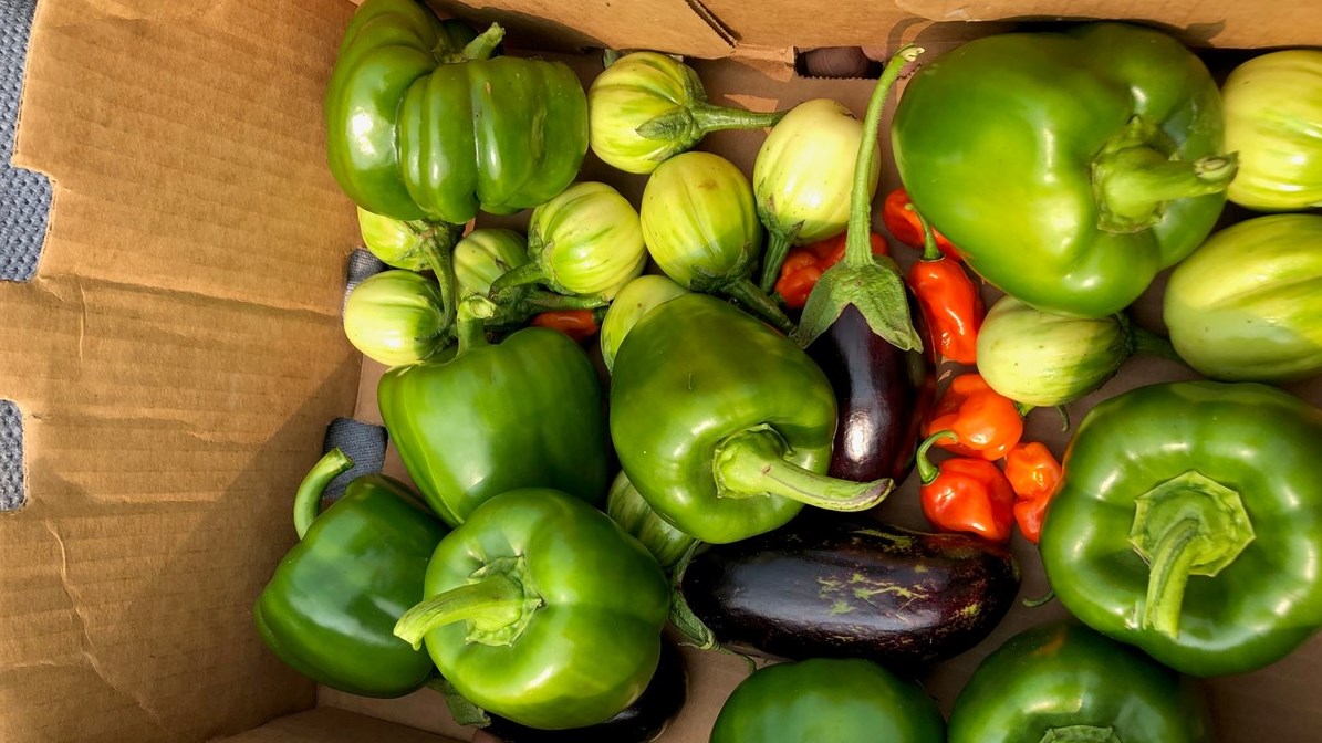 Des rangées d’aubergines africaines, de piments forts, de poivrons et quelques autres variétés ont poussé cette année à NDIP