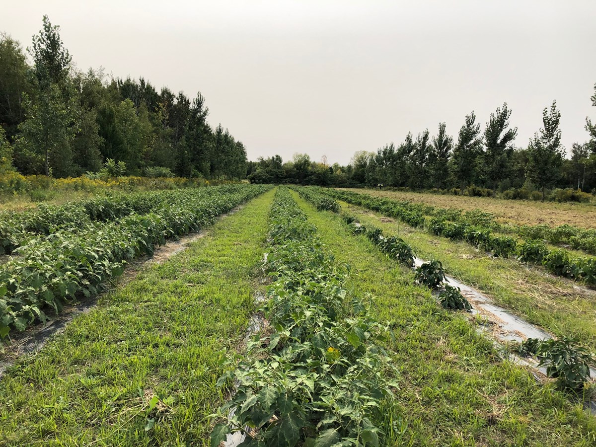 Le projet d'agroforesterie de NDIP porte fruit