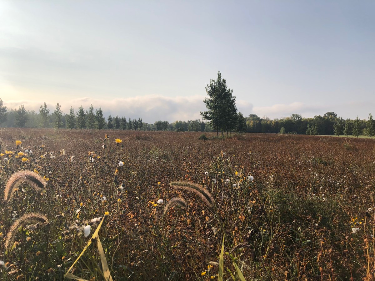 Le projet d'agroforesterie de NDIP porte fruit