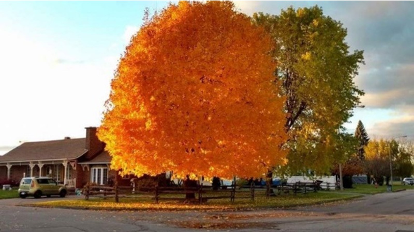 Le 8 octobre, Kim Tremblay a remporté le concours avec 374 « J’aime » pour sa photo d’automne flamboyante d'un arbre de la rue Tremblay qui lui rappelle sa jeunesse