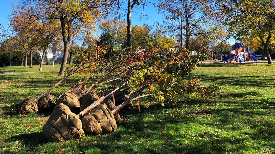 Près de 800 nouveaux arbres dans Vaudreuil-Dorion