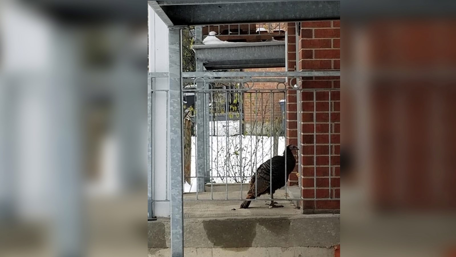 Un visiteur inusité pour des résidents de Vaudreuil-Dorion