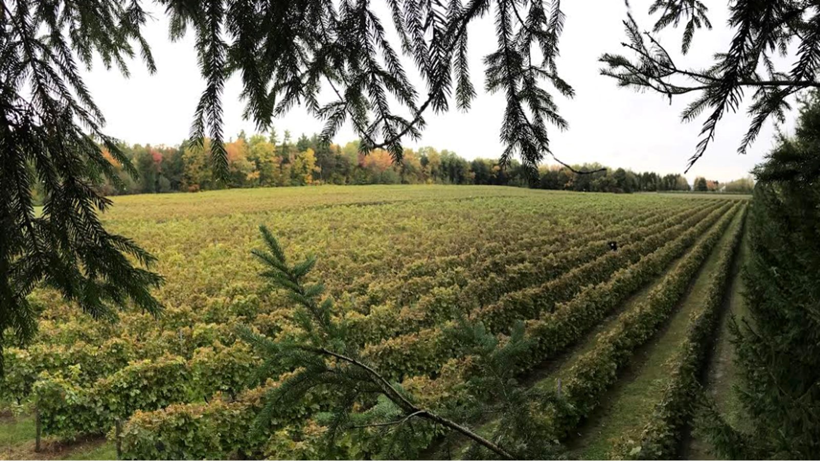 À ce jour, M. Primi et Mme St-Onge détiennent 18 000 pieds de vigne en production et 3 000 pieds de Chardonnay et de Riesling qui produiront en 2022