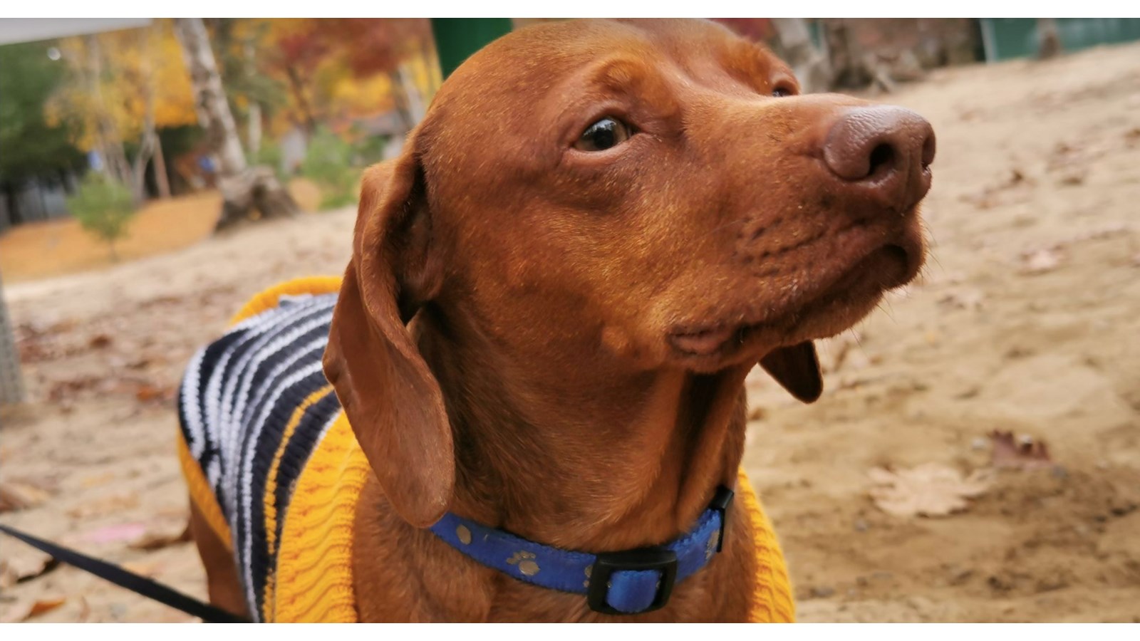 Réouverture du parc canin de la rue Victoria ce 21 décembre 