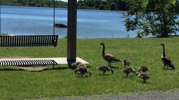 Coteau-du-Lac adopte son plan d’action en environnement et développement durable