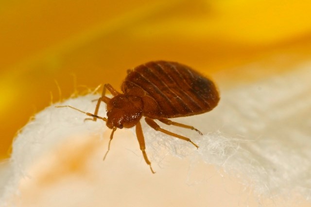 COMMENT IDENTIFIER UNE INFESTATION DE PUNAISES DE LIT?