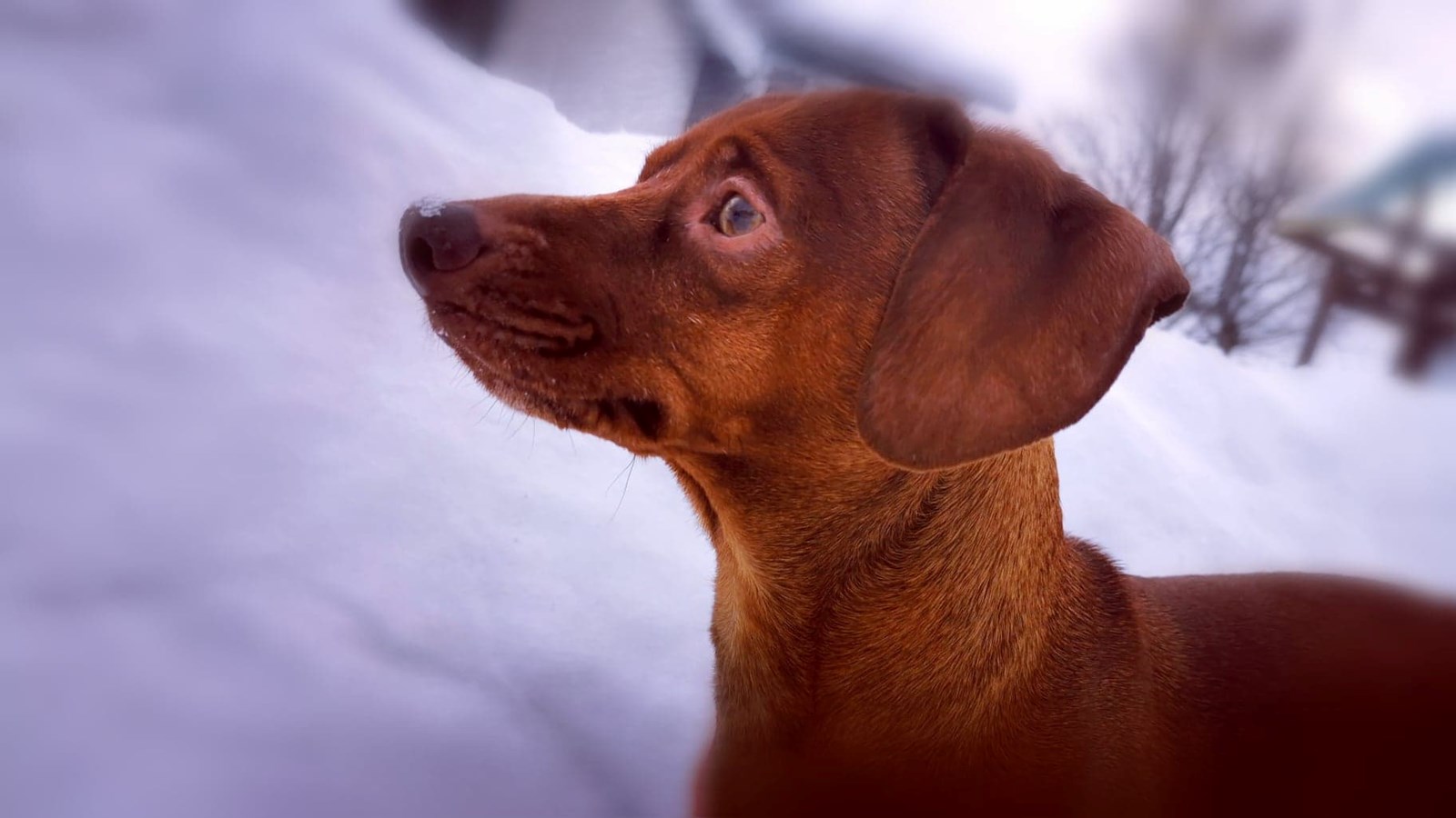 Sainte-Martine pose les bases d'un projet de parc à chien
