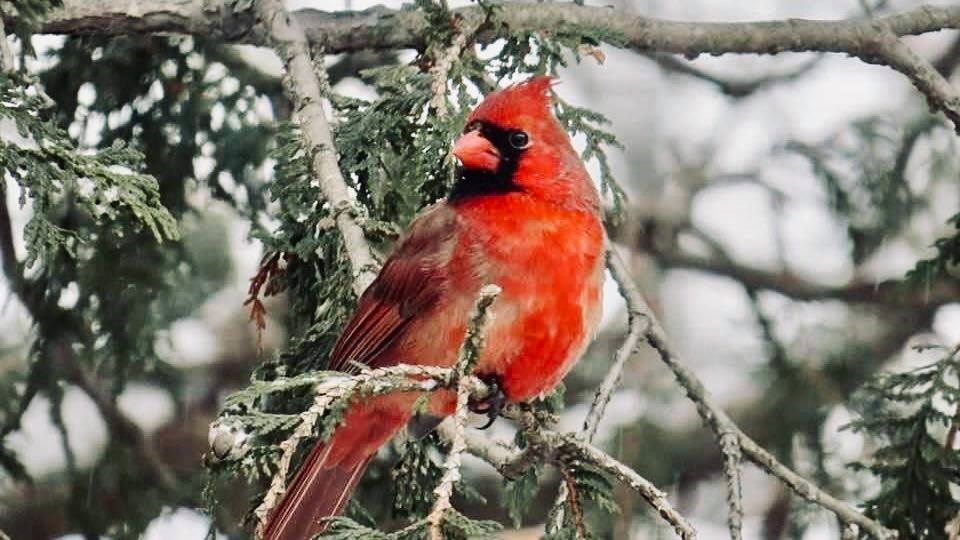 Quand les oiseaux ne se cachent plus pour mourir 