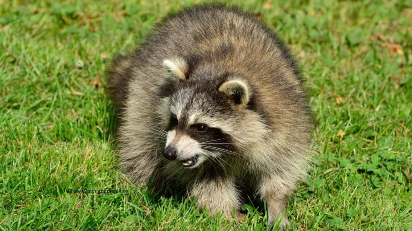 Quoi faire en présence d'un animal sauvage agressif, blessé ou mort?