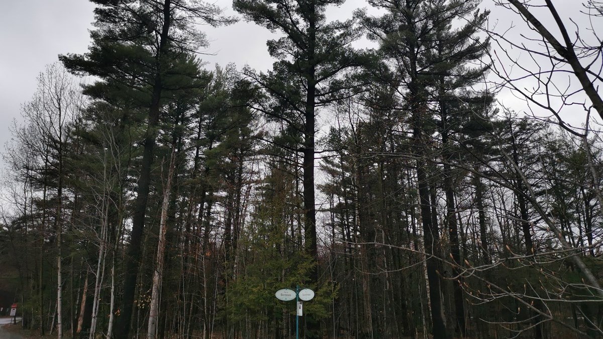 Saint-Lazare adopte son règlement sur la protection des forêts intérieures profondes