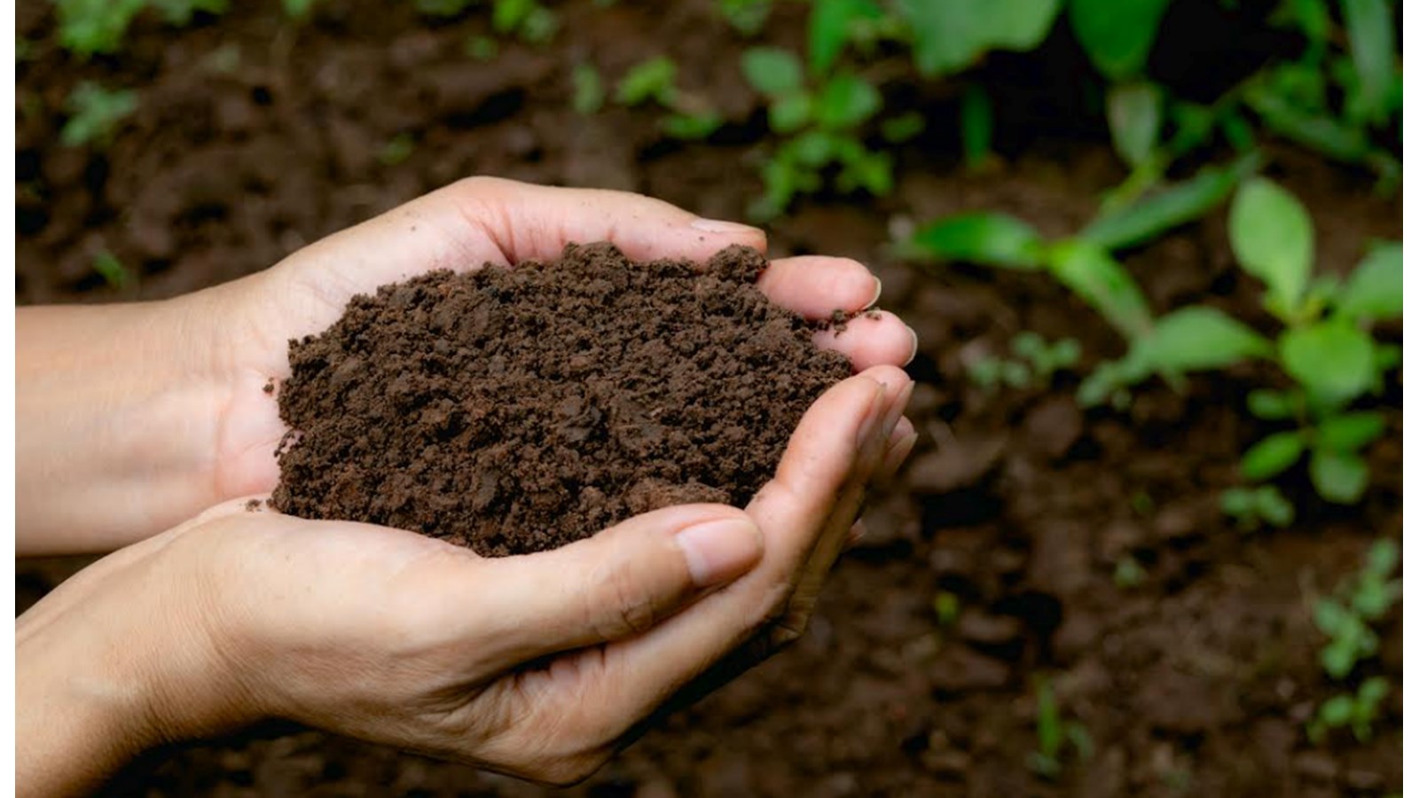 Distribution gratuite de compost dans la MRC de Beauharnois-Salaberry