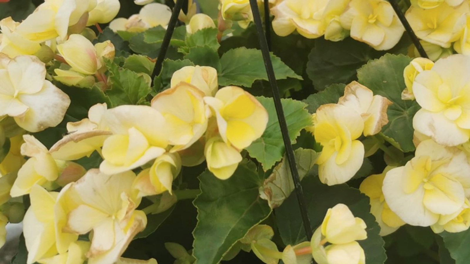 Vente de plantes au centre de formation professionnelle des Moissons