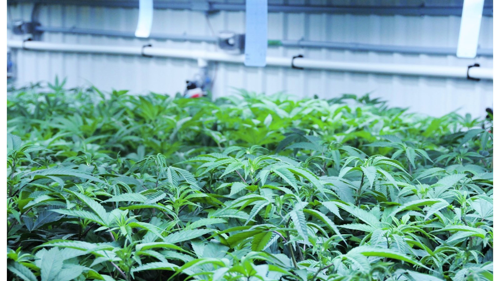 TGOD veut vendre ses serres de cannabis situées à Salaberry-de-Valleyfield 
