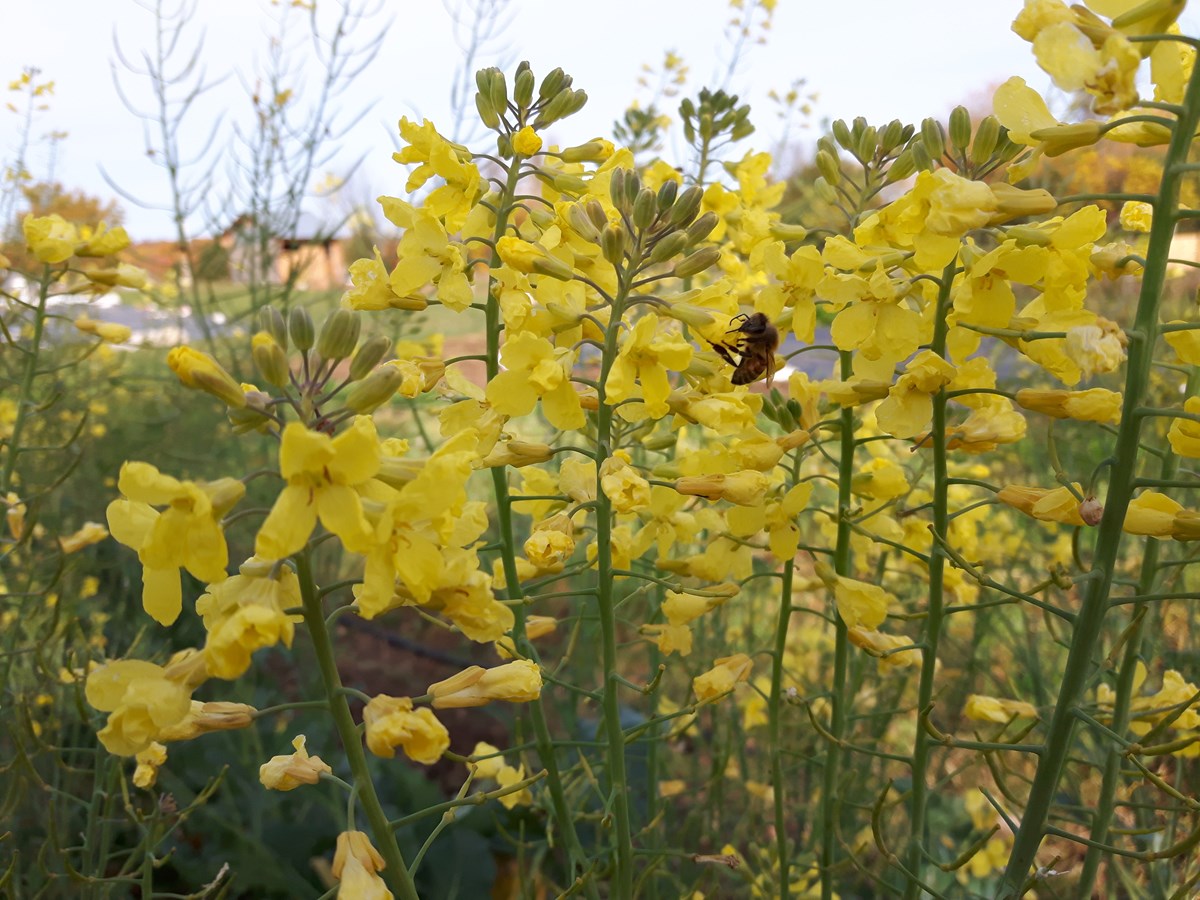L’hiver a moins emporté d’abeilles cette année