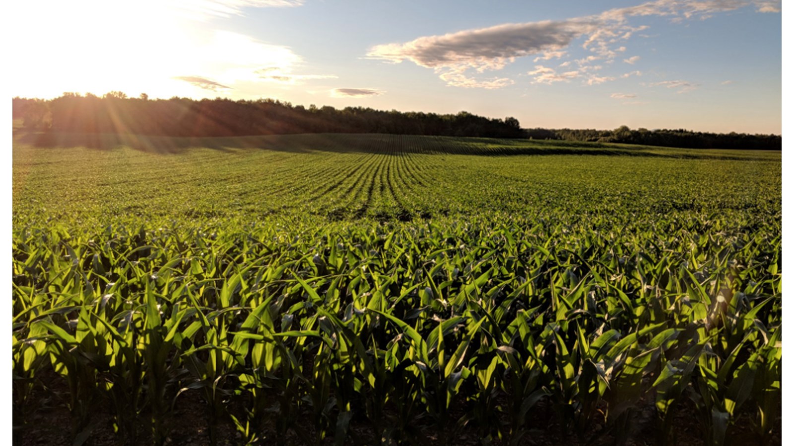 L’UPA de la Montérégie est déçue de l'implantation de Google en zone agricole 