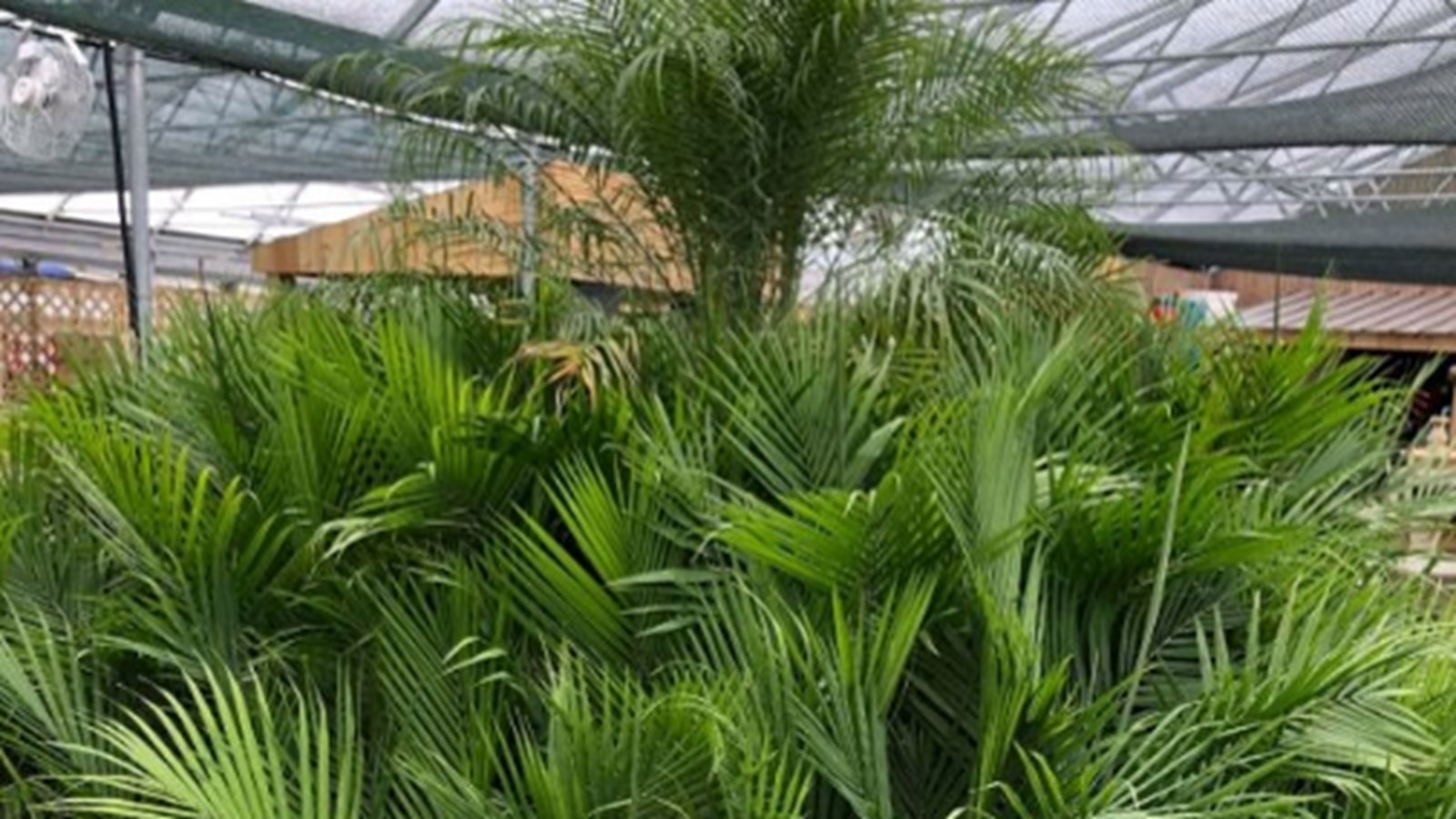 Don de 600$ au C.A.L.A.C.S. La Vigie pour Latour Plantes et décor