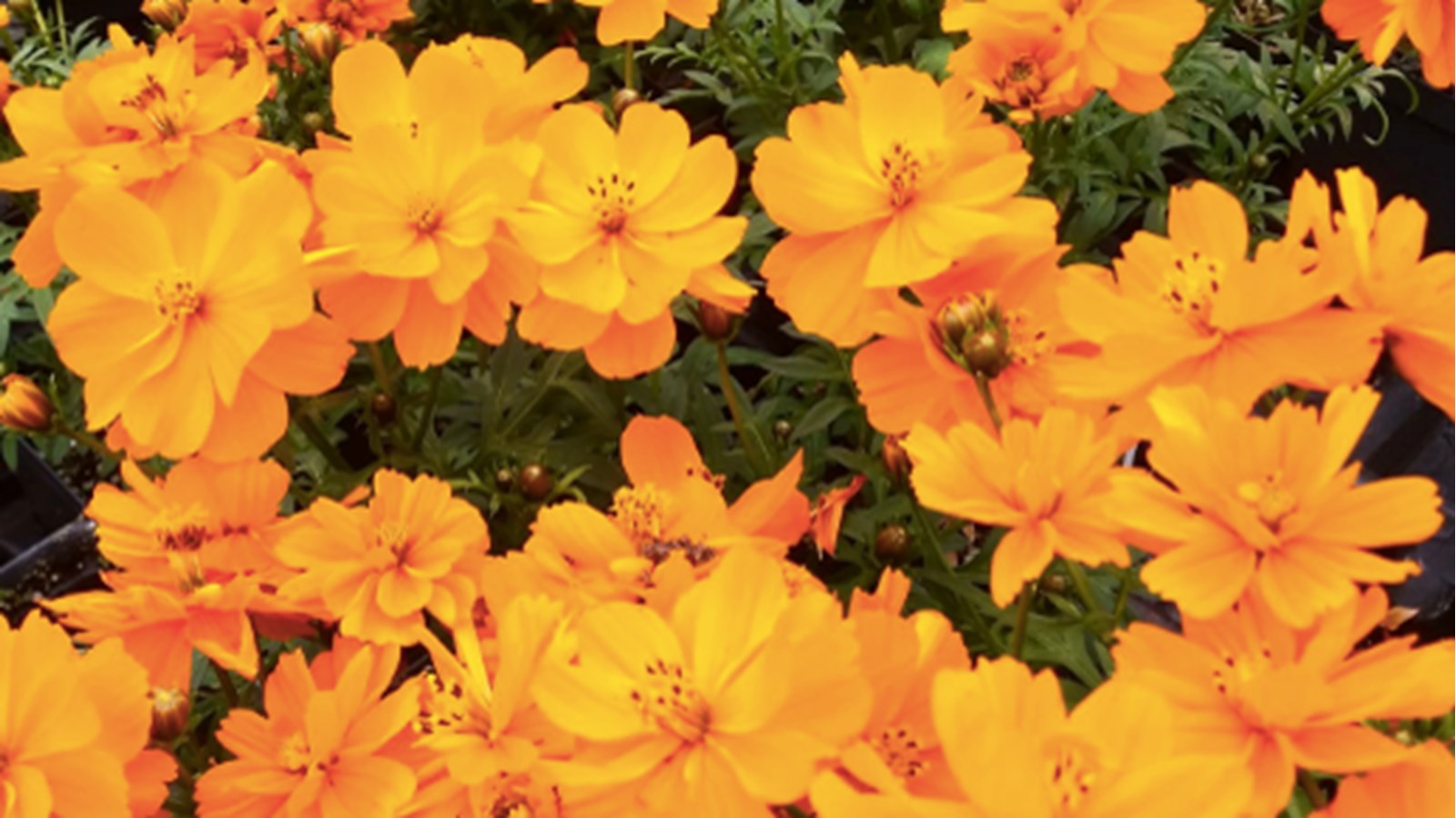 Les citoyens de Saint-Stanislas-de-Kostka pourront s'assurer de la bonne floraison de leurs vivaces et annuelles grâce à du compost gratuit offert ce samedi