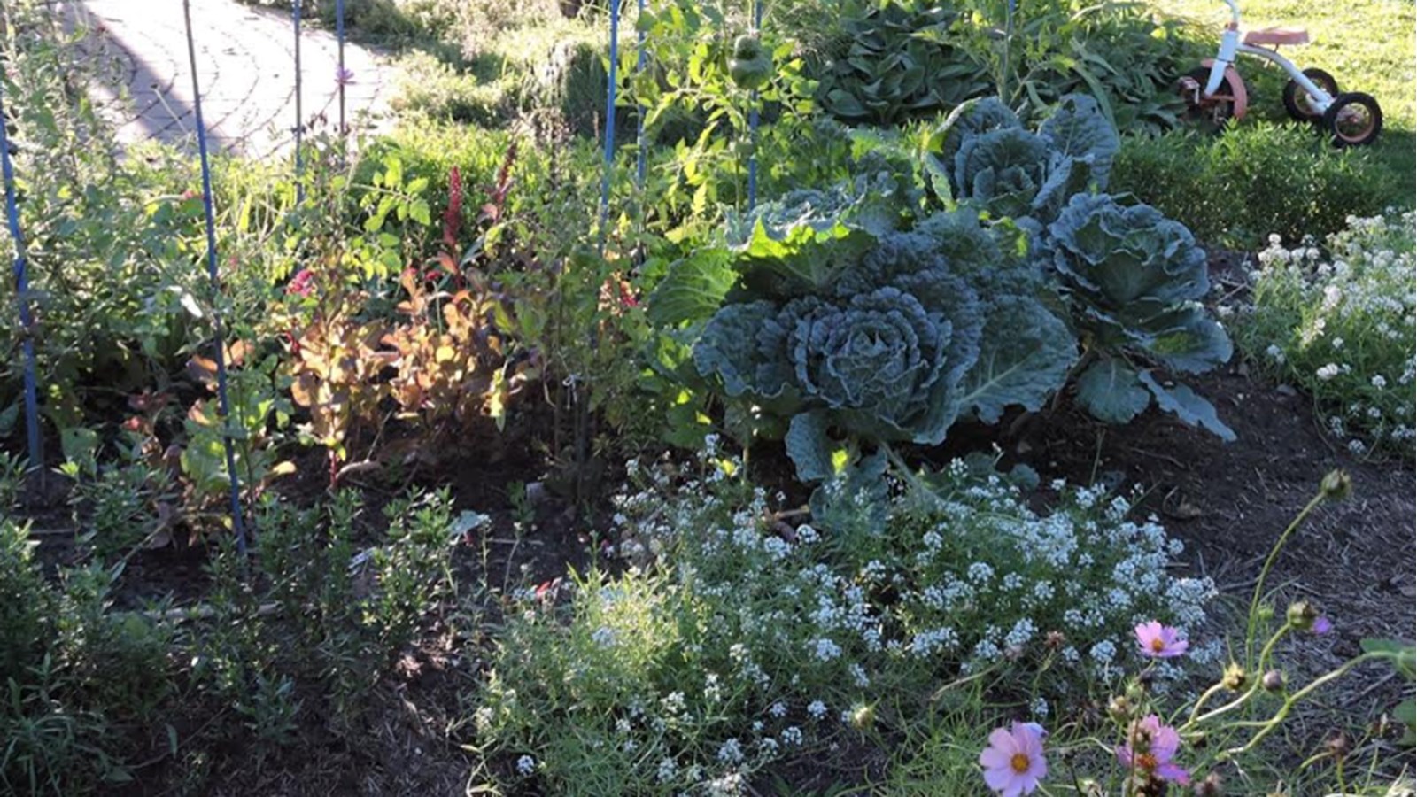 Les potagers en cour avant sont acceptés à Salaberry-de-Valleyfield