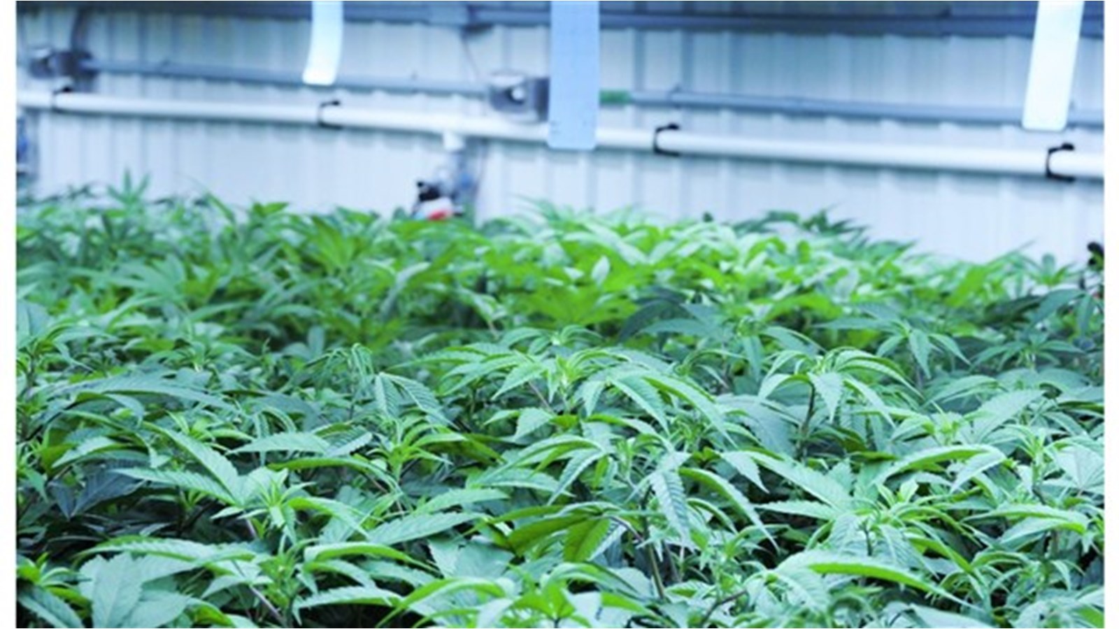 Les installations de TGOD à Salaberry-de-Valleyfield trouvent preneur