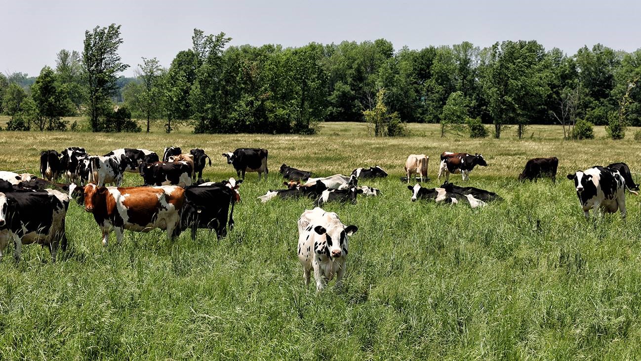 Des vaches qui se prélassent dans un champs de Ste-Justine-de-Newton. 
