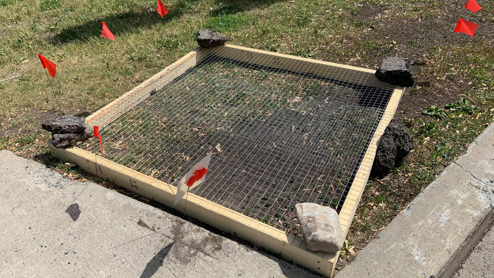 Une tortue serpentine pond ses oeufs sur l'avenue Saint-Charles