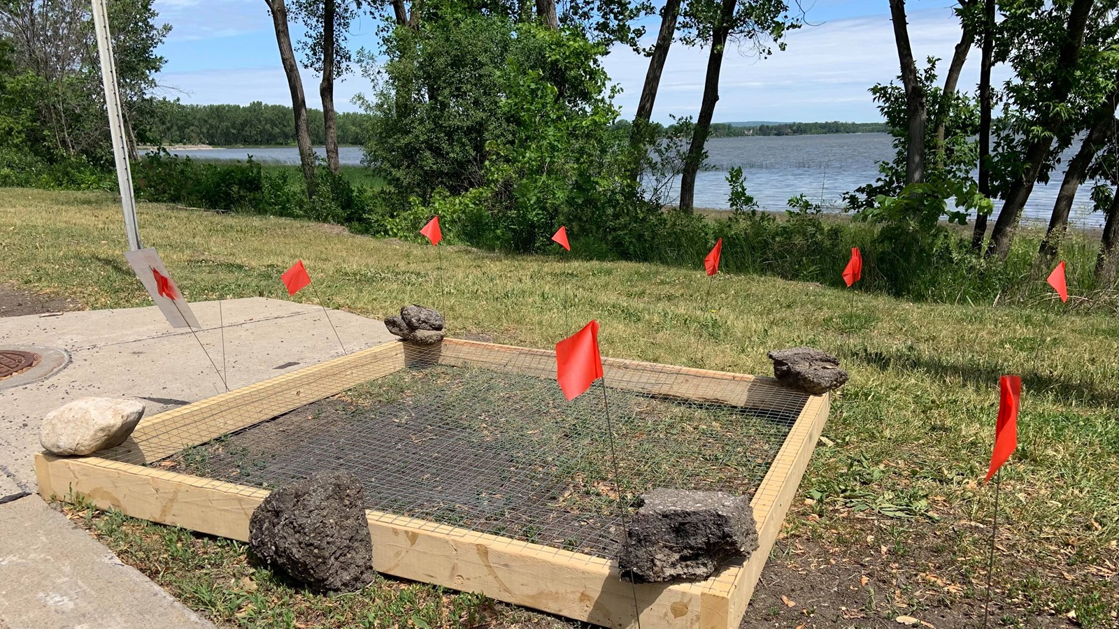 Une tortue serpentine pond ses oeufs sur l'avenue Saint-Charles