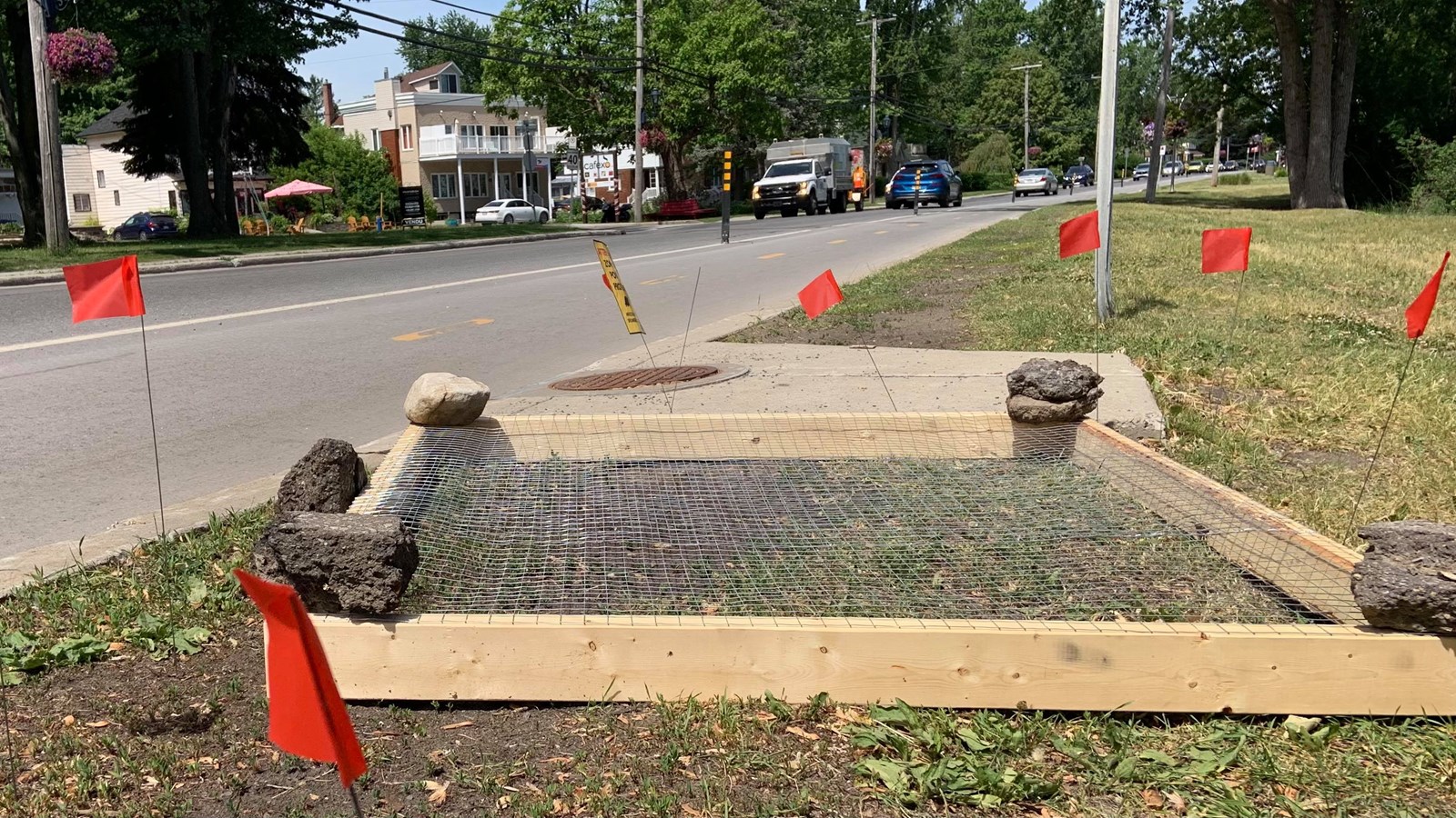 Une tortue serpentine pond ses oeufs sur l'avenue Saint-Charles