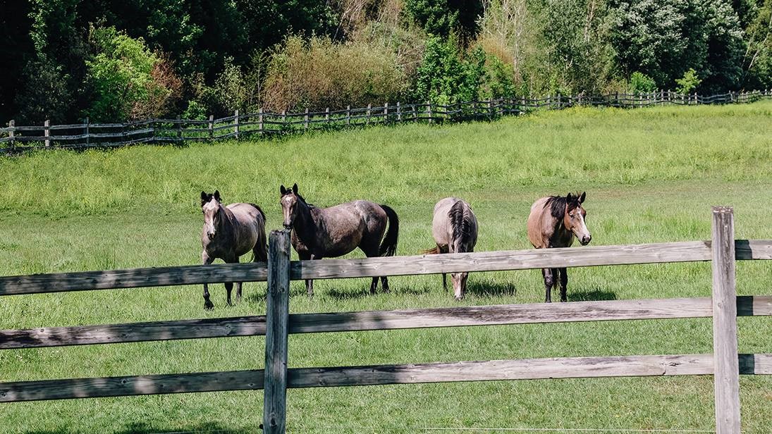 Chevaux dans leurs enclos dans une ferme de Sainte-Justine-de-Newton.