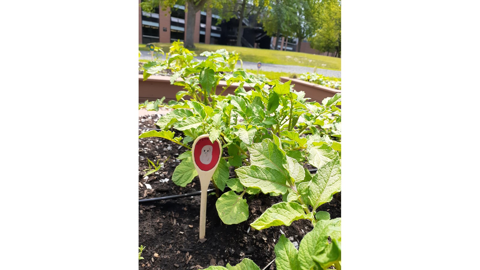 Un potager urbain sur le campus de la Cité-des-Jeunes voit le jour