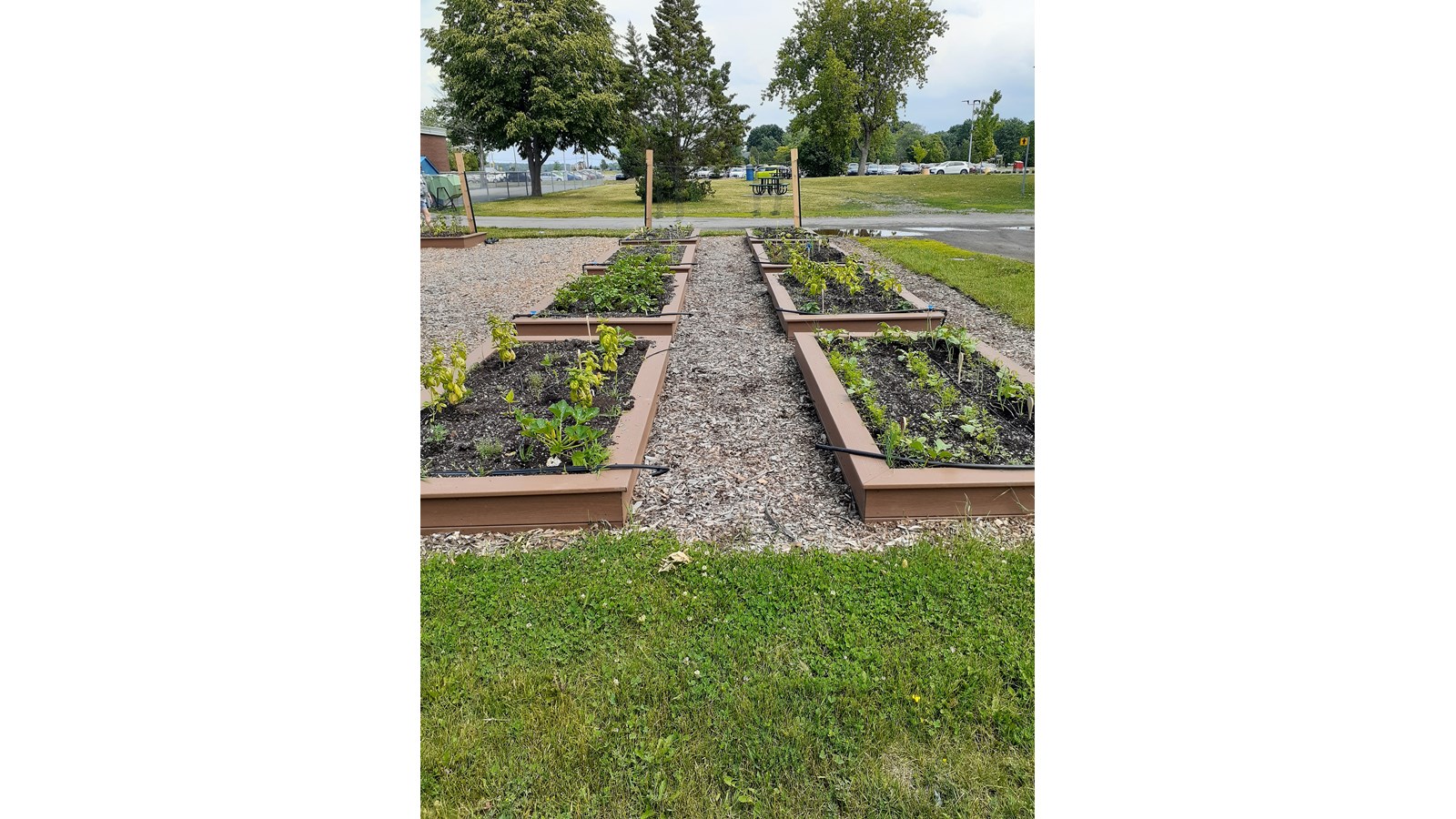 Un potager urbain sur le campus de la Cité-des-Jeunes voit le jour