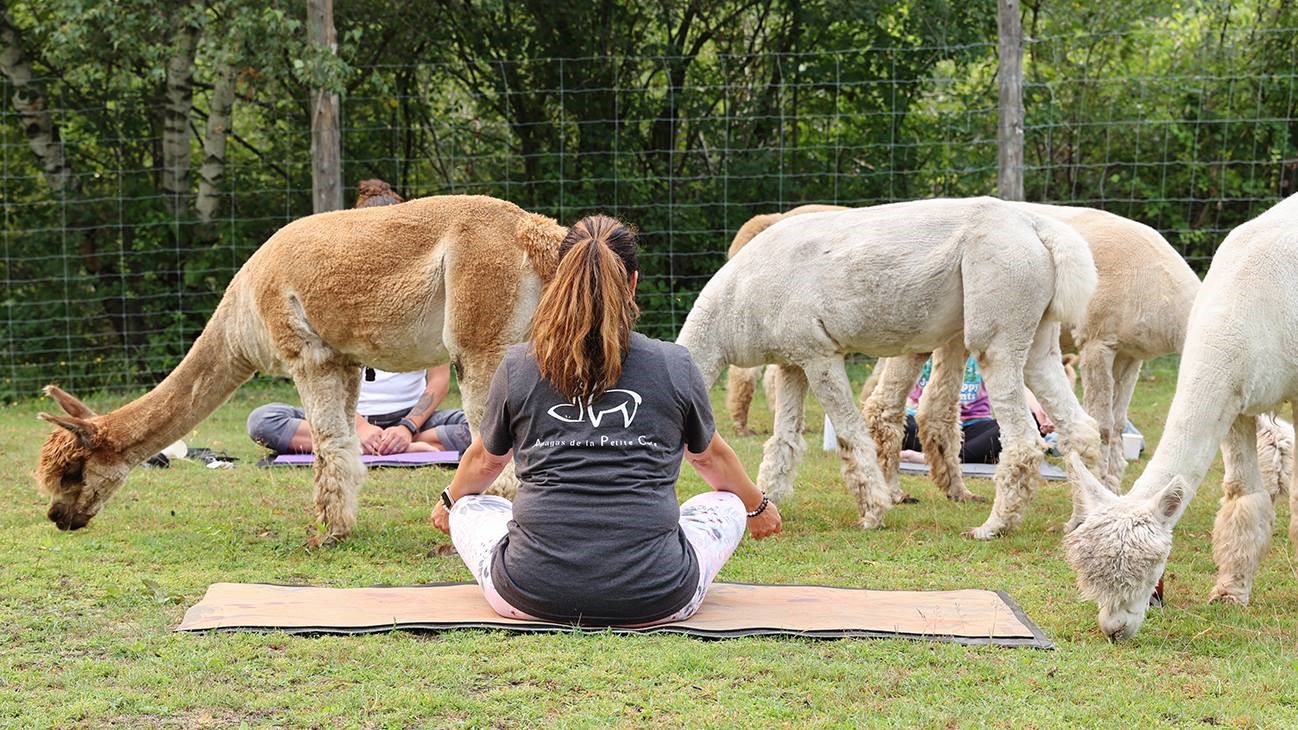 Côtoyer des alpagas en faisant son yoga à Saint-Lazare