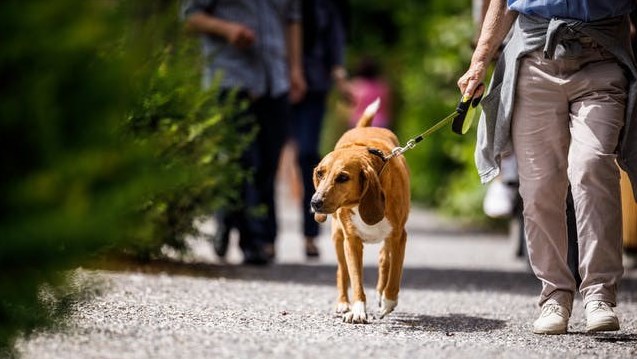 Salaberry-de-Valleyfield appelle les propriétaires d’animaux domestiques au civisme