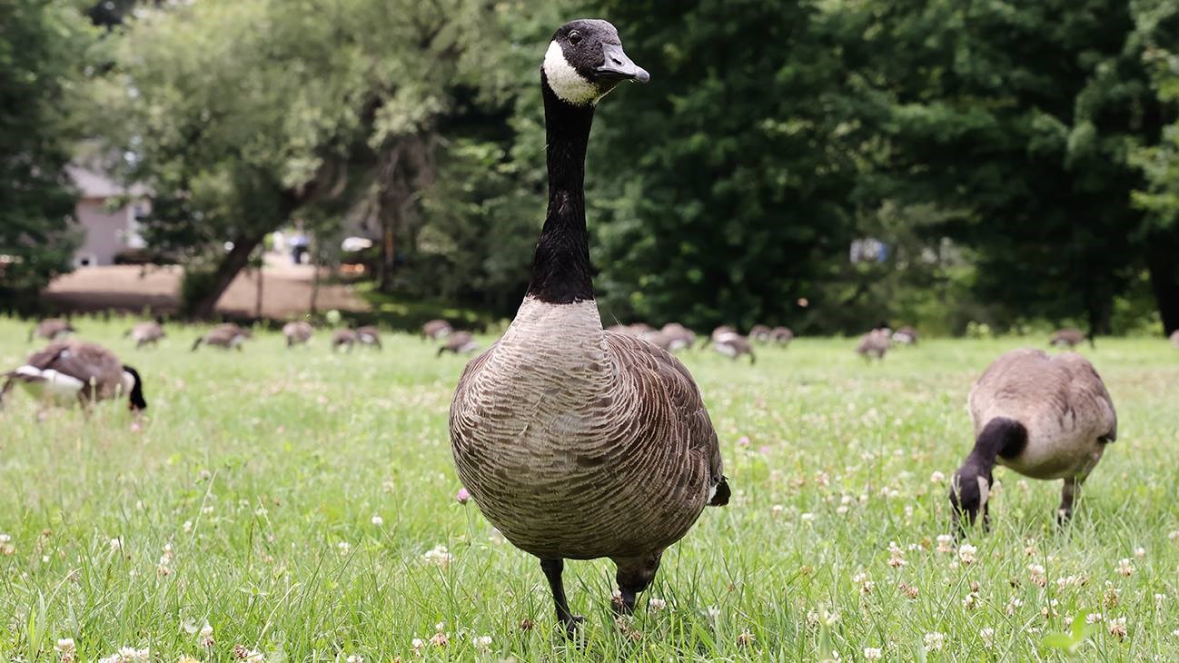 Une centaine de bernaches ont pris la la pose sur la rue Pincipale à Rivière-Beaudette.