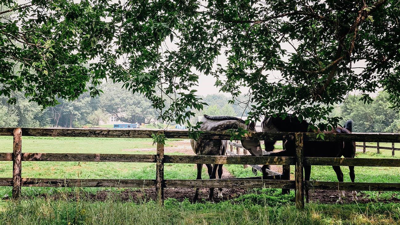 Couple de chevaux sur le chemin Sainte-Angélique à Saint-Lazare.
