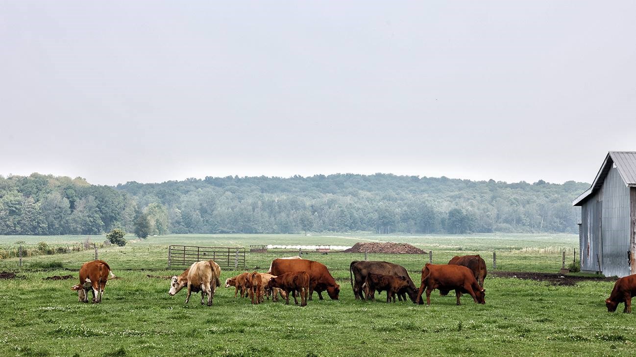 Troupeau de bovins sur le chemin Sainte-Marie à Sainte-Marthe.