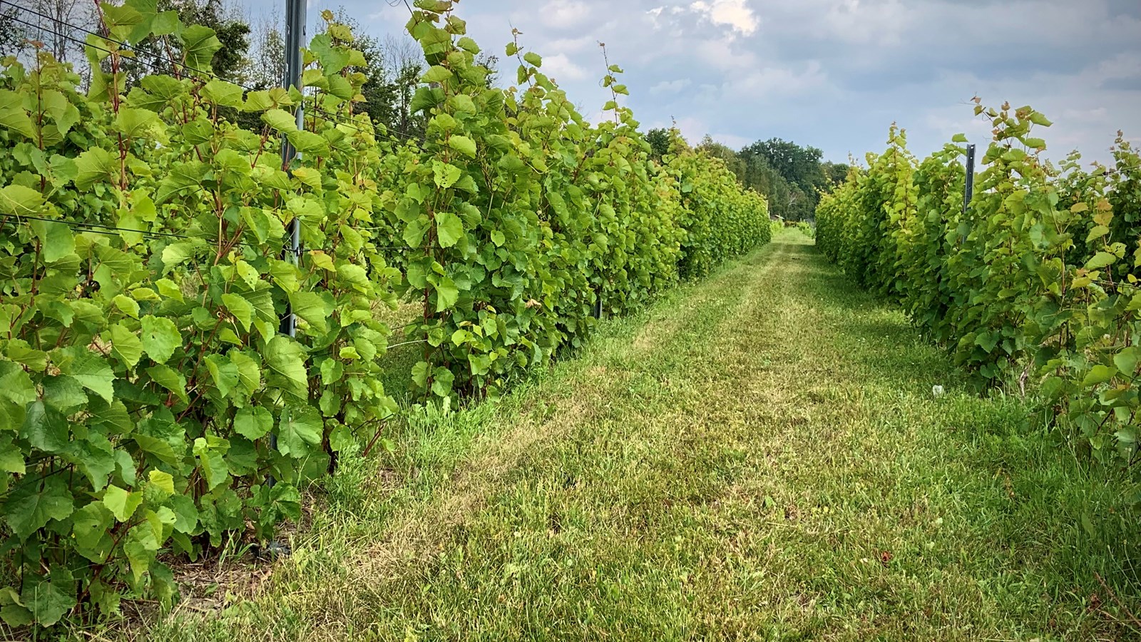 Cueillir soi-même ses fruits et légumes dans Vaudreuil-Soulanges