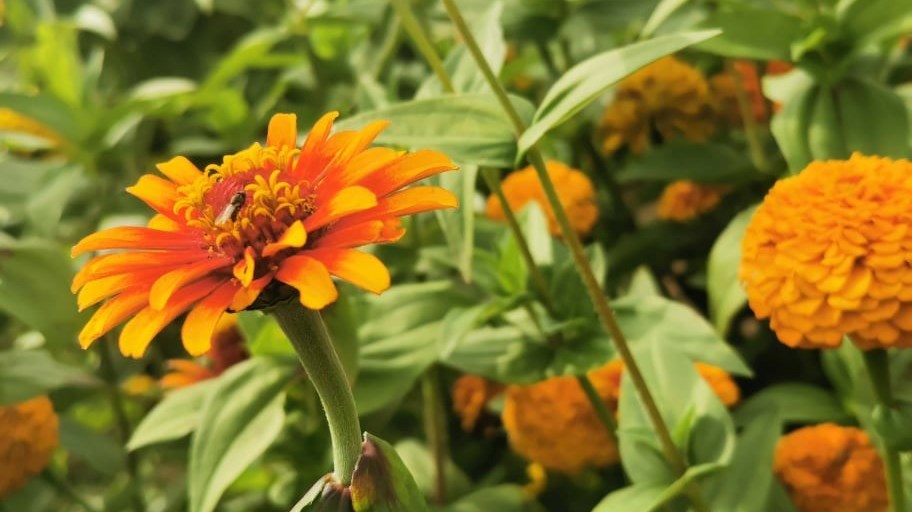 Un projet d'horticulture du Chêne-Bleu est finaliste au concours "Du jardin dans ma ville"
